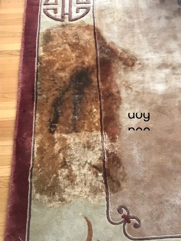 pet stain removal from rugs --- Rug Master San Francisco, CA